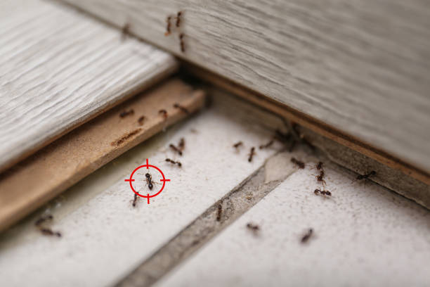 Best Residential Pest Control  in Gloverville, SC